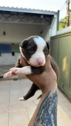 Border collie fêmea