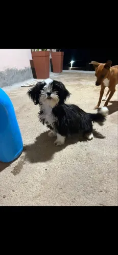 Shih-tzu