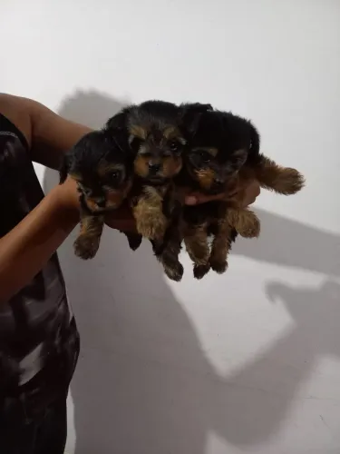 Yorkshire Terrier Filhotes lindos porte pequeno