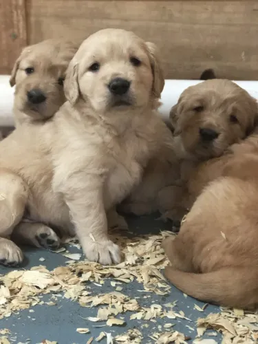 Golden retriever lindos e doceis