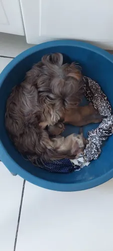Em Marabá Filhote de shih tzu fêmea porte pequeno