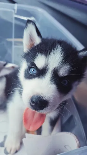 Huskys siberianos macho