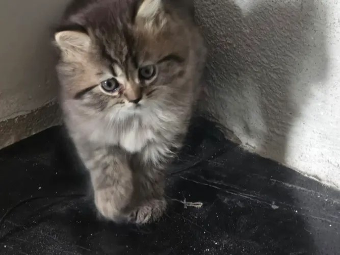 Vende-se dois lindos filhotes de gato persa