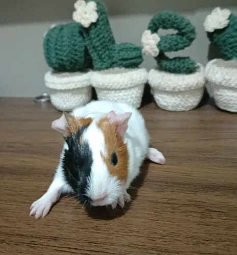 Porquinho da Índia