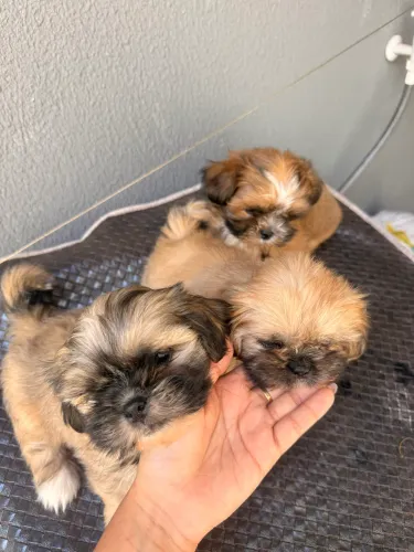Cachorra shih tzu