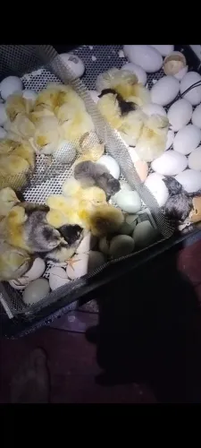 Pintinhos de poedeiras