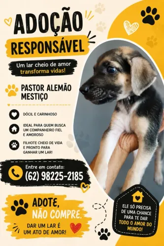 Adocao de cão 