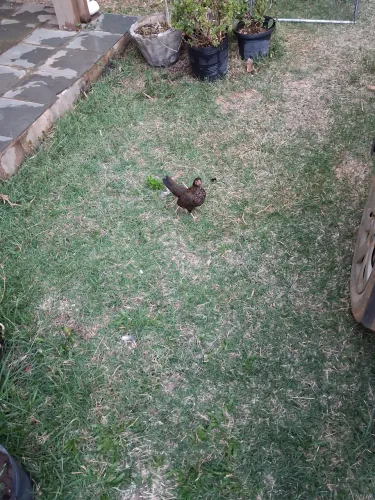 Casal galinha garnize