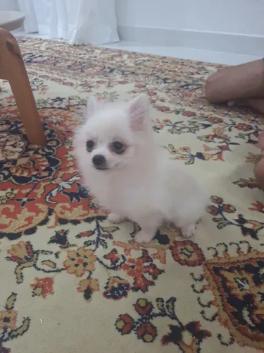 Spitz alemão