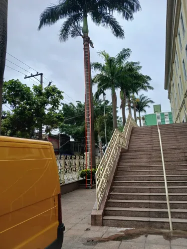 Poda de palmeiras ou arvores 