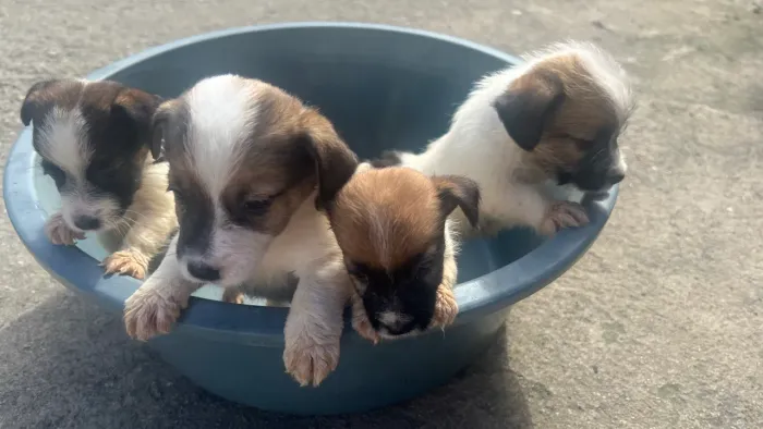 Filhotes Jack Russell