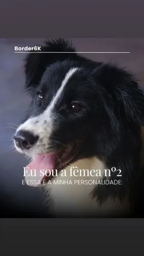 Border Collies Pastoreio