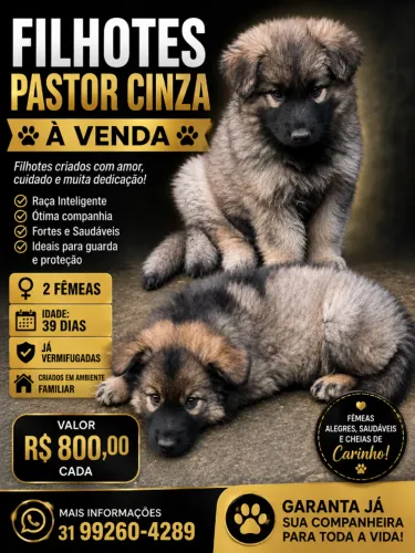 Pastor alemao cinza 