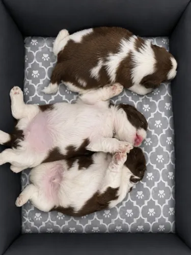 Filhotes de Shi tzu
