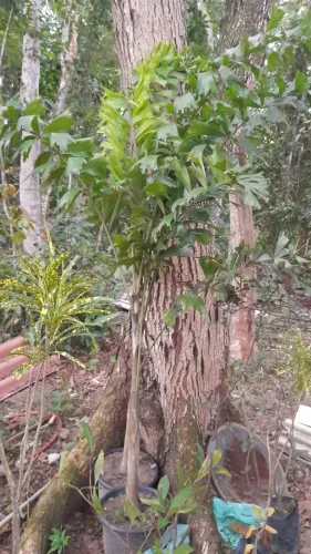 Palmeira Rabo de Raposa