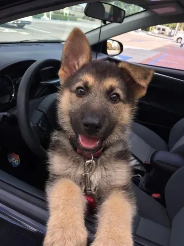 Pastor Alemão - Um Cachorrinho Que Esbanja Simpatia Por Onde Passa