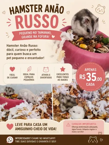 hamster anão russo para venda em sete Lagoas
