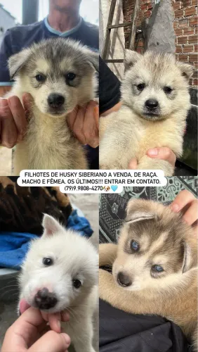 FILHOTES DE HUSKY SIBERIANO A VENDA 