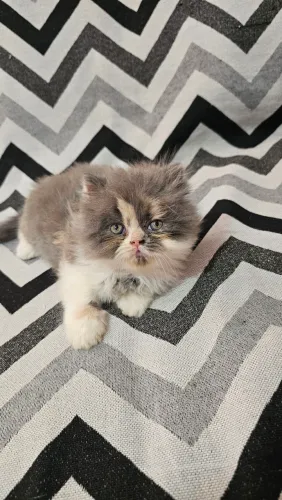 Gata persa