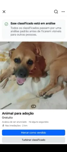Cachorro pra adoção