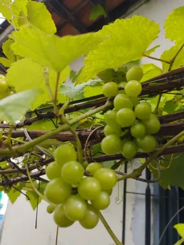 Uva Niágara rosada enxertada e Plantas frutíferas