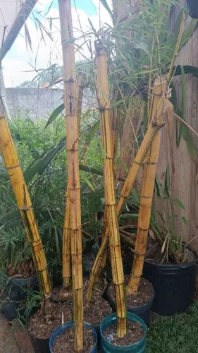 Mudas de bambú Brasil 