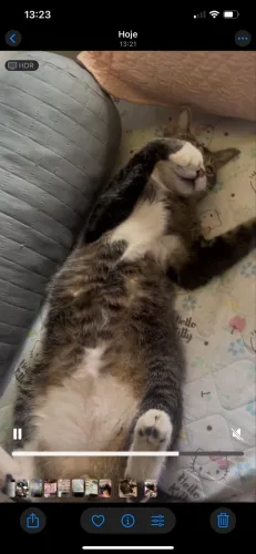 Doação de gatos adultos e castrados 