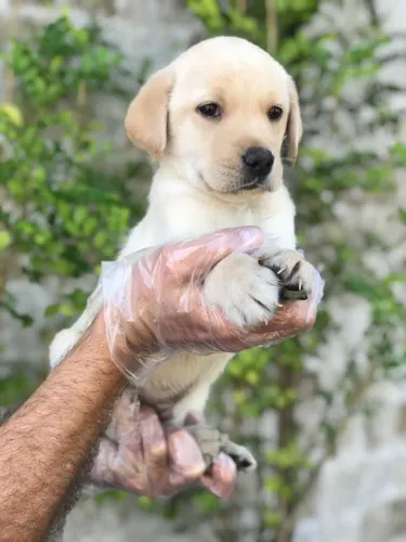 Lhasa Apso todas as cores, com pedigree e suporte veterinário gratuito!