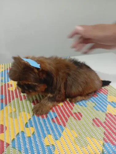 Yorkshires com Pedigree - Glamour em 4 Patas