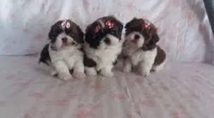 Shih Tzu Lindos e Carinhosos!