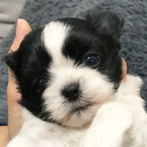 Filhotes de Shih tzu | Peludinhos prontos para brincar.