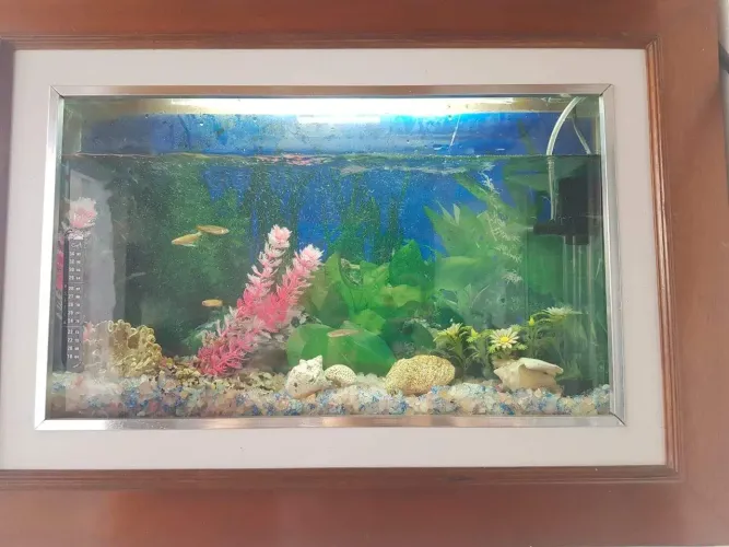 lindo aquário de parede 15litros de água, modelo quadro,  ideal para pequenos espaços 
