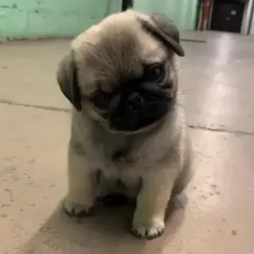 Filhote de Pug adorável e docilll