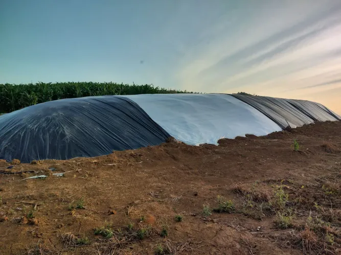Silagem de milho grão total 