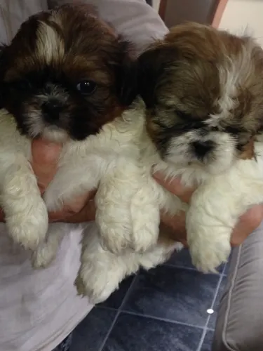 ?Disponível HOJE! Princesinha Shih Tzu ? pelagem linda e temperamento doce!? ?