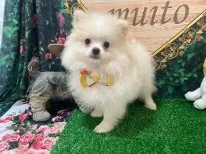 spitz /alemao /urso ,pequenos