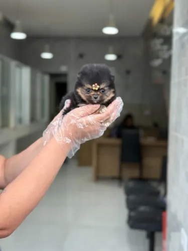 Spitz Alemão Anão fêmea black tan- Com garantia total e procedência comprovada- 