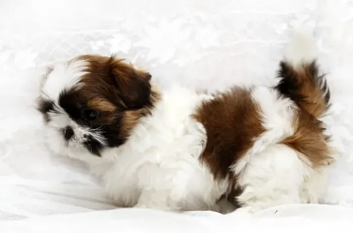 1. Shih-Tzu Micro Tricolor Fêmea - Linda, Charmosa e Muito Afetuosa!