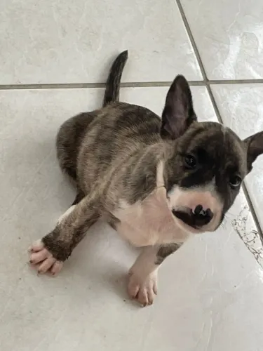 Bull Terrier Inglês: O Cão Perfeito para Quem Busca um Amigo Fiel!