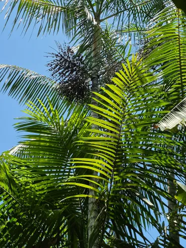 Vendo 15 Pés de Açaí  Com Várias Mudas Grandes R$150,00 Reais Todos 