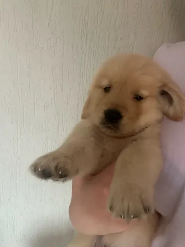 Golden retriever