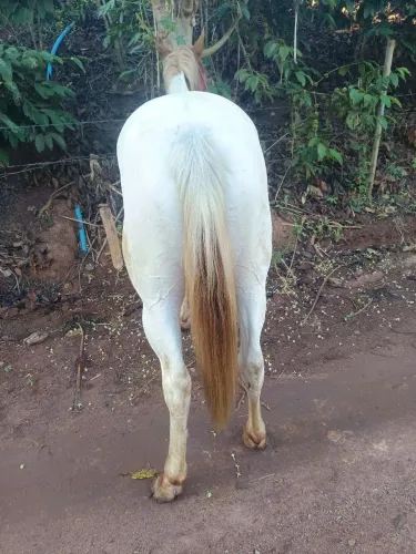 Cavalo