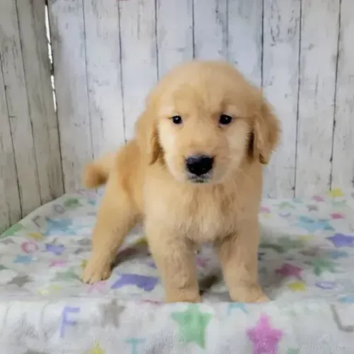 Filhotes dócil e companheiro Golden Retriever
