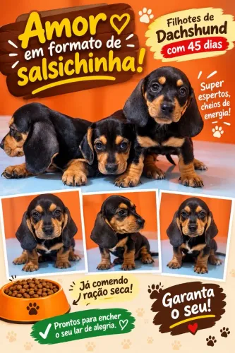 Cachorro daschund ( salsicha  ).