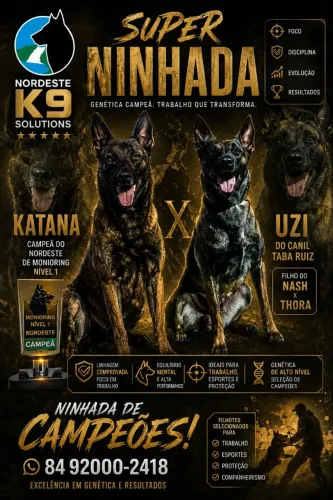 Pastor belga de Malinois 
