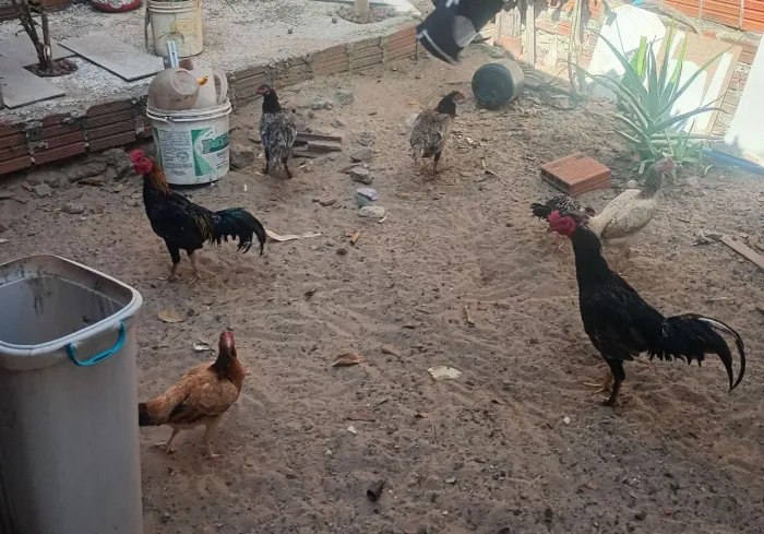 Galos e galinhas vendendo todos preço a negociar