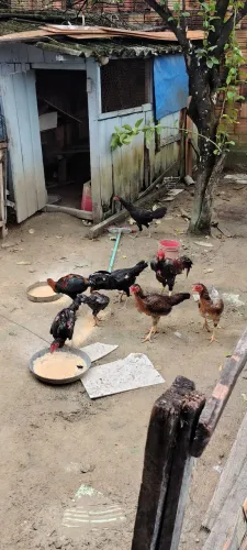 Galinhas