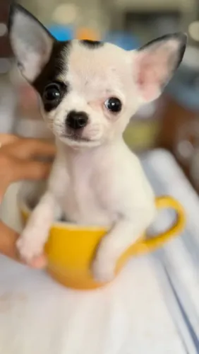 Chihuahua menina Teacup