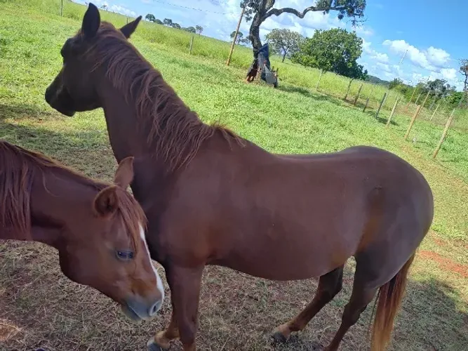 Cavalo