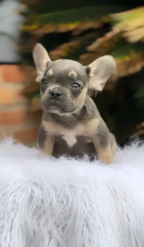 Filhote Bulldog Francês Exotico